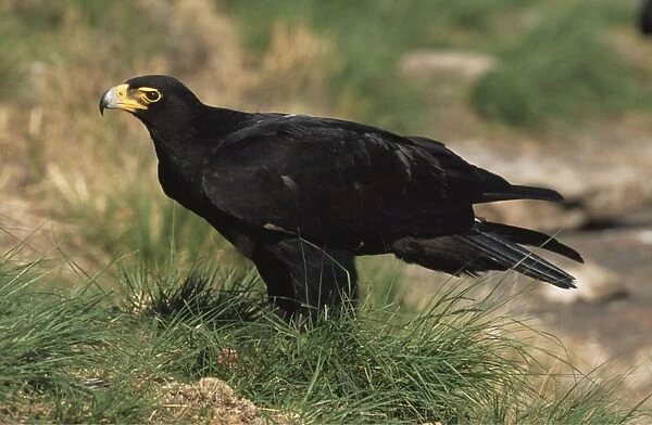 Verreaux's (Black) Eagle CAN 1708 South Africa Aquila verreauxii © John Cancalosi  /  ARDEA LONDON