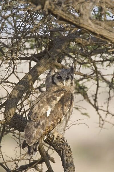 Verreaux's Eagle Owl Lewa Conservancy, Kenya