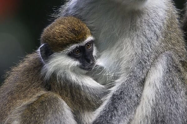 Vervet Monkey - female with baby. Arsi region - Ethiopia