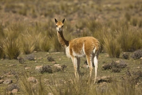 Vicuna - Pampa Galeras National Reserve - Peru