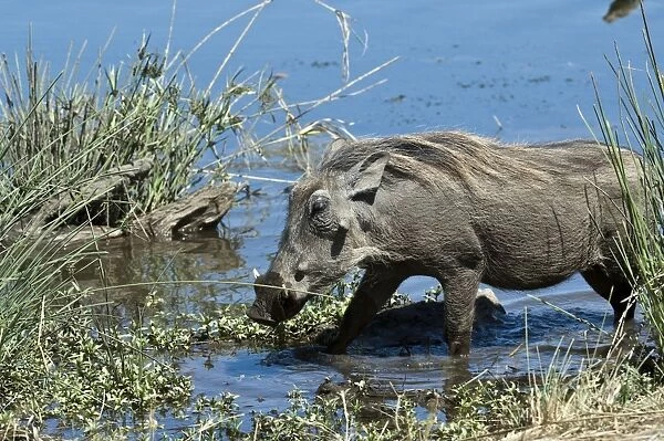 Warthog - in waterhole - Mashatu Game Reserve - Botswana