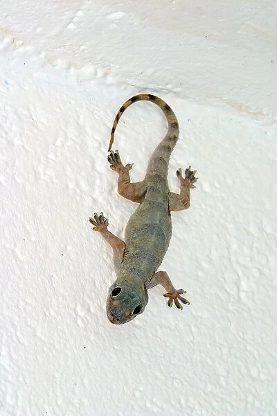 Gecko. WAT-10607. Gecko. Mayotte. Hemidactylus mabouia