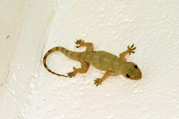 Gecko. WAT-10614. Gecko. Mayotte. Hemidactylus mabouia