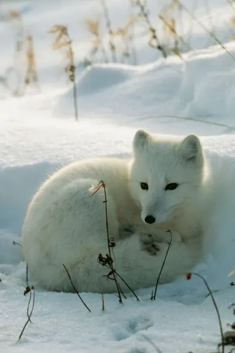 Framed Print : Arctic Fox Print Framed Print : Arctic Fox Print