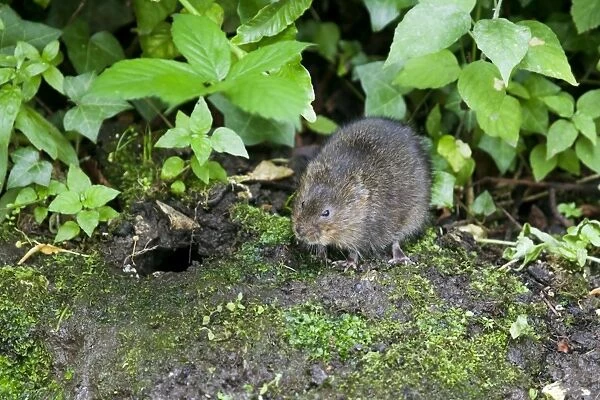 Water Vole - Feeding on river bank - Sussex - UK MA002347
