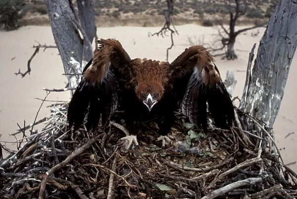 Wedge-tailed eagle - fledgling in threat pose, on nest