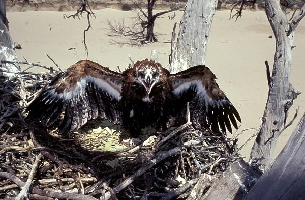 Wedge-tailed eagle - large chick at nest