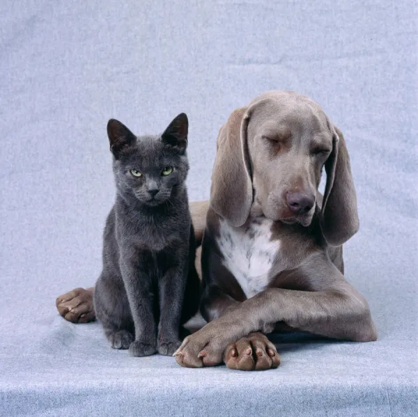 Weimaraner Dog & Blue Cat