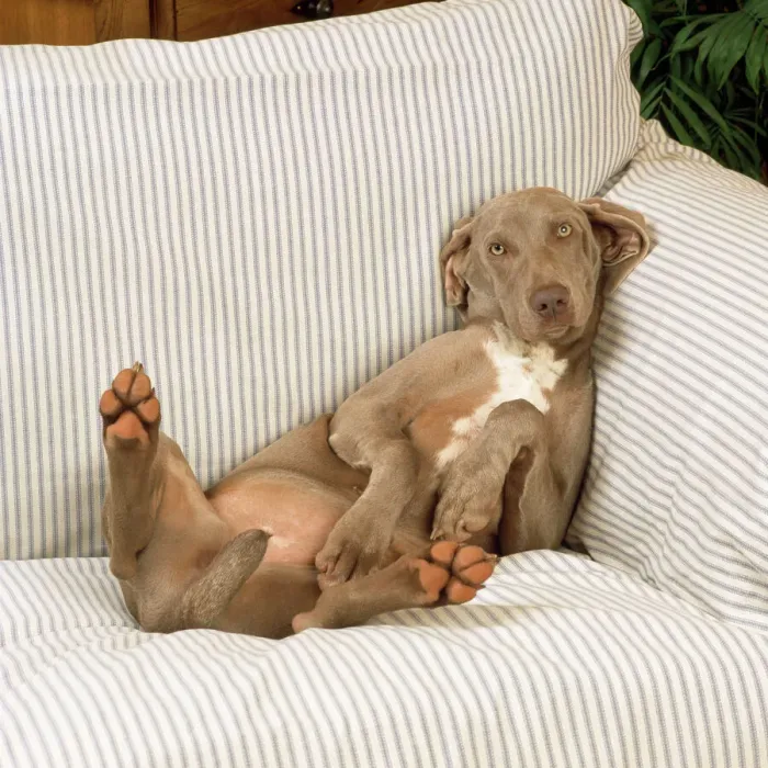 Framed Print : Weimaraner Print - Dog Lying on Sofa Framed Print : Weimaraner Print - Dog Lying on Sofa