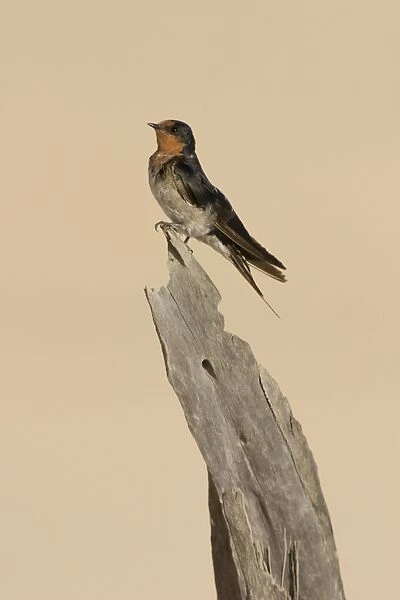 Welcome Swallow Perched on a poece of deadwood among sand dunes. Queensland, Australia