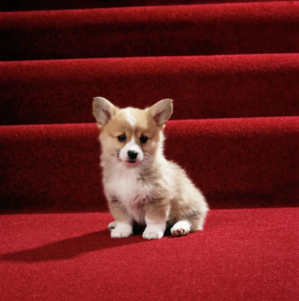 Welsh Corgi Dog Puppy on stairs