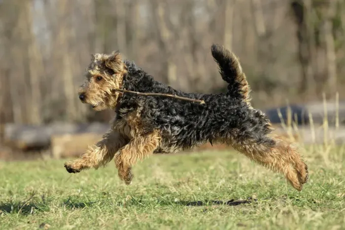 Framed Print : Welsh Terrier Print LA-7212 Framed Print : Welsh Terrier Print LA-7212