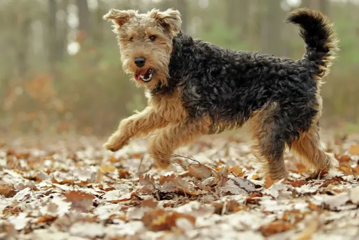 Framed Print : Welsh Terrier Print Framed Print : Welsh Terrier Print