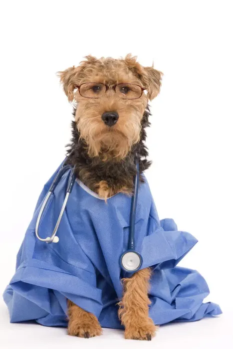 Framed Print : Welsh Terrier in Doctor's Attire Print Framed Print : Welsh Terrier in Doctor's Attire Print