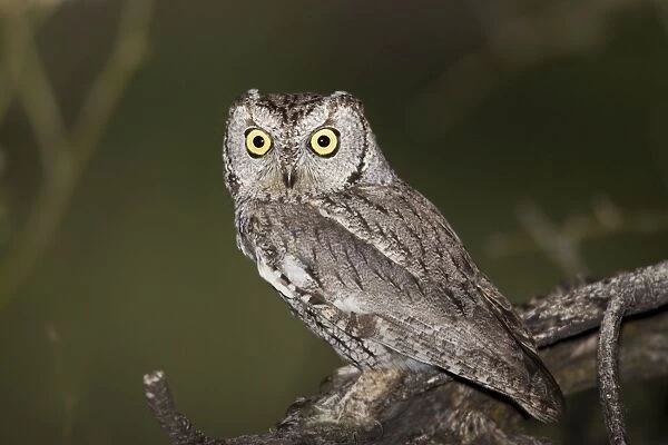 Western Screech Owl - March - Southeast Arizona - USA