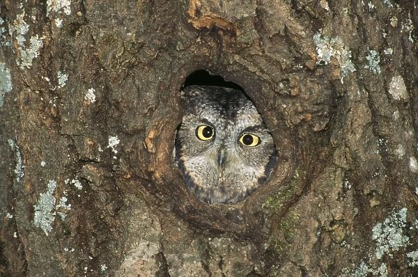 Western Screech Owl - peering from hole in nest. Western USA. Dist. Alaska to Mexico