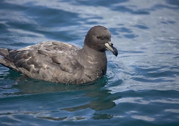 Westland petrel, off the coast of South Island, New Zealand. Uncommon NZ endemic