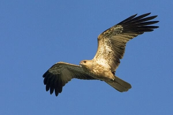Whistling Kite - In flight - Near Broome, Kimberley, Western Australia