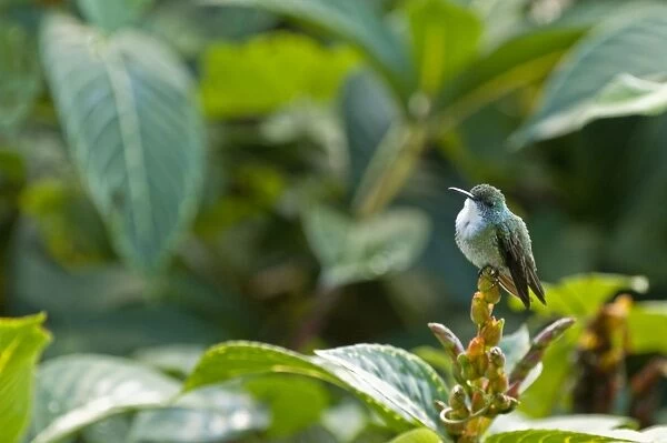 White-chested Emerald Hummingbird - Sitting on flower bud - Asa Wright Centre - Trinidad