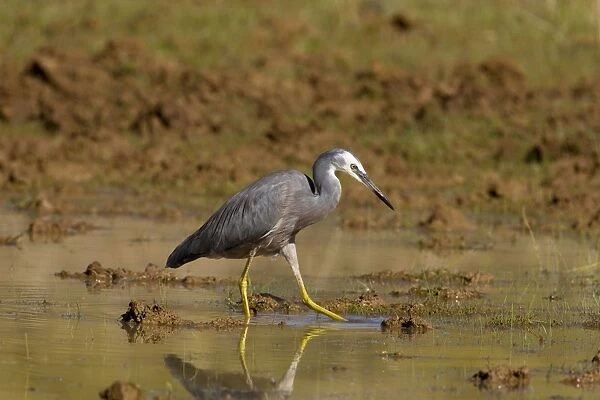 White-faced Heron stirring water with foot Foraging in a shallow pool along the Gibb River Road, Kimberley, Western Australia