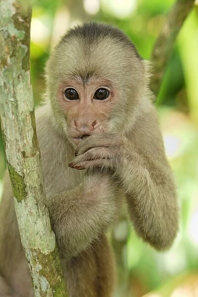 White-fronted Capuchin - Pacaya-Samiria Nationalpark - Iquitos - Peru