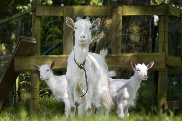 White Goat - with two kids in orchard