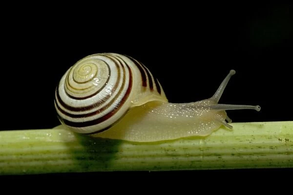 White-lipped Snail (Cepaea hortensis) - England - UK - Found in woods and hedgerows as well as gardens across Britain and Ireland - Feed day and night on grass and low vegetation