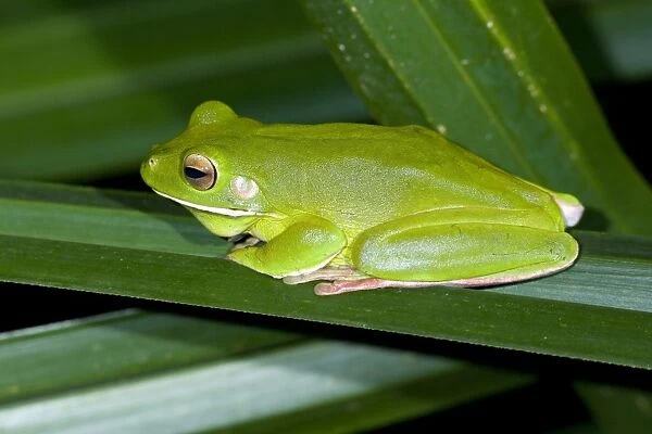 White-lipped Tree Frog - side view of an adult sitting on a kind of pandanus in dense tropical rainforest - Daintree National Park, Wet Tropics World Heritage Area, Queensland, Australia