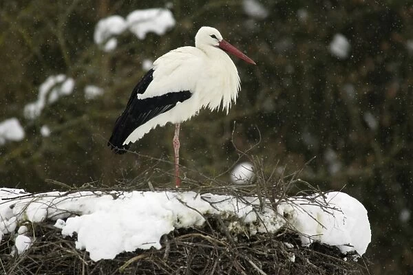 White Stork - At nest, in late snow shower, april Hessen, Germany