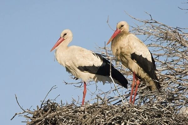 White Stork - Two parent birds standing on their nest with blue sky background - Extremadura - Spain