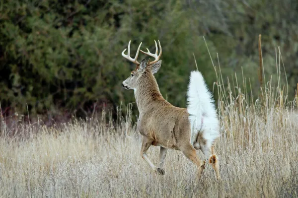 White-tailed Deer - buck with tail up to signal to other deer that an intruder is in the woods - Rocky Mountains - Montana - USA _D3D3988