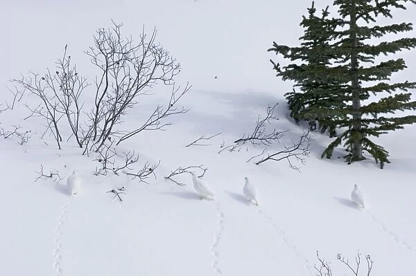 White-tailed Ptarmigans - in snow - Jasper National Park - Rocky Mountains - Alberta - Canada _BAX0077