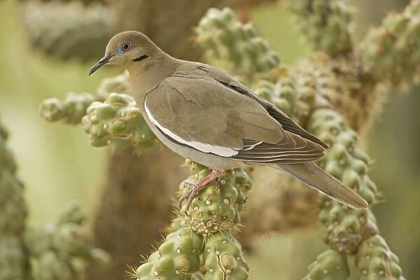 White-winged Dove - Perched on cholla cactus -Arizona - USA