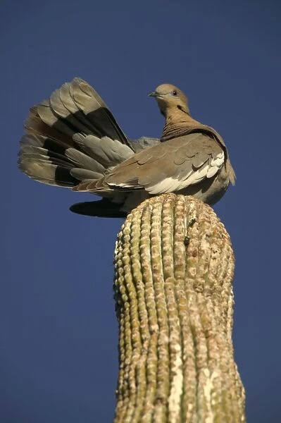 White-winged Dove - Perched on saguaro cactus- Sonoran desert Arizona-feeds on grain-wild seeds-cactus fruits and blossoms Arizona, USA