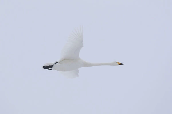 Whooper Swan flight 08