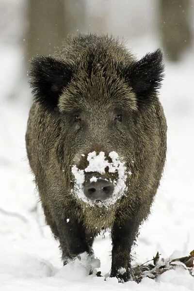 Wild Pig-Sow in snow covered woodland Hessen, Germany