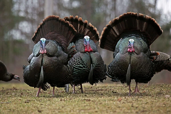 Wild Turkeys (Meleagris gallopavo) - Males in display - New York - Widespread in the U. S. and Mexico - reintroduced in much of former range - largest gamebird in North America - birds of the open forest - forage mostly on the ground for seeds - nuts