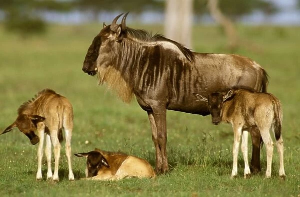 Wildebeest - female with three calves - Masai Mara National Reserve - Kenya JFL13791