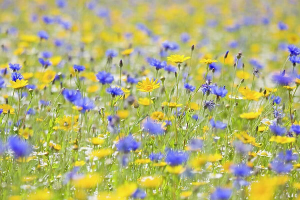 Wildflower Meadow - cultivated with Cornflower, Corn Marigold and Camomile
