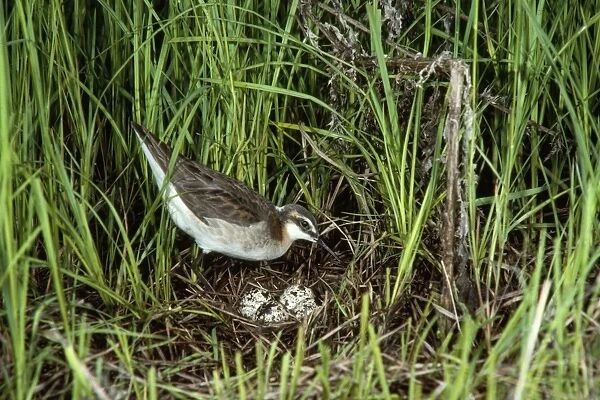 Wilson's Phalarope - male at nest with eggs