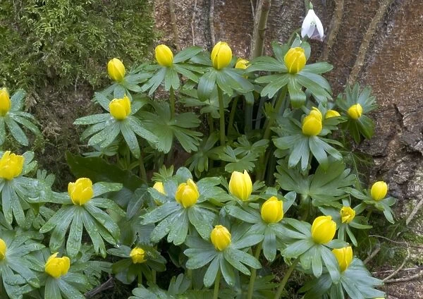 Winter aconites in light woodland, with snowdrops. Very early-flowering plants