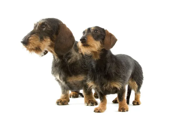 Miniature wire haired shop dachshund puppies sale