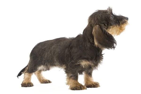Wire-haired Dachshund  /  Teckel - puppy in studio. Also know as Doxie  /  Doxies in the US