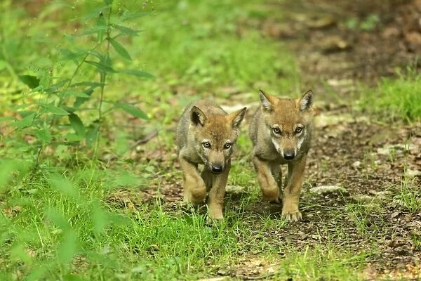 Wolf cubs two young strolling through forest side by side Bavaria, Germany