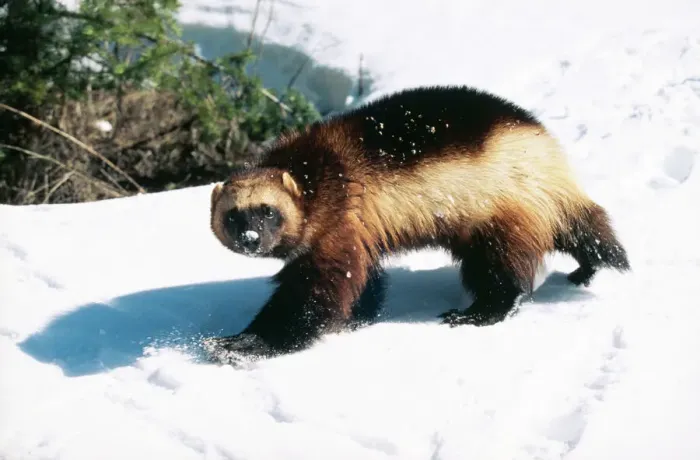 Framed Print : Wolverine Print - Snow Scene Framed Print : Wolverine Print - Snow Scene
