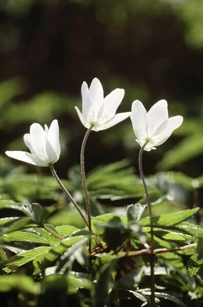 Wood Anemone - flowers, closing in the evening