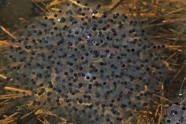 Wood Frog Egg Mass (Rana sylvatica) (Lithobates sylvaticus) - New York - USA - Ranges across much of northern US and Canada - Breeds in temporary vernal ponds in early spring - Males compete for mates by 'scramble competition'