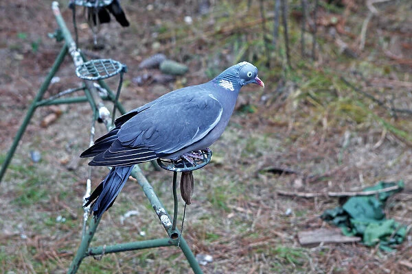 Wood Pigeon hunting area - decoy bird - Pine Forest - Les Landes - France