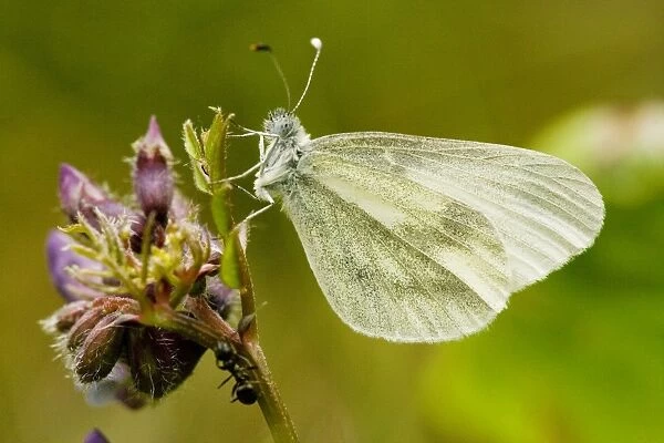 Wood White Butterfly - spring generation, on bush vetch