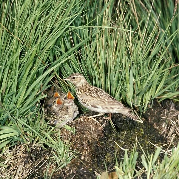 Woodlark - at nest with young